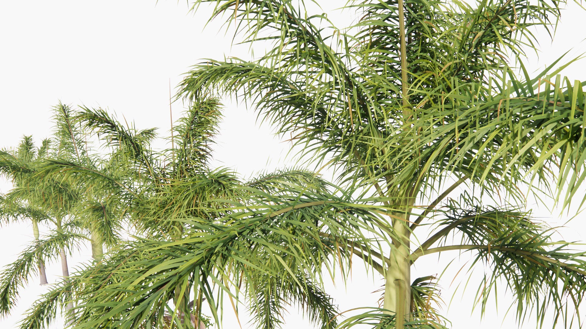 Low Poly Wodyetia Bifurcata - Foxtail Palm (3D Model)