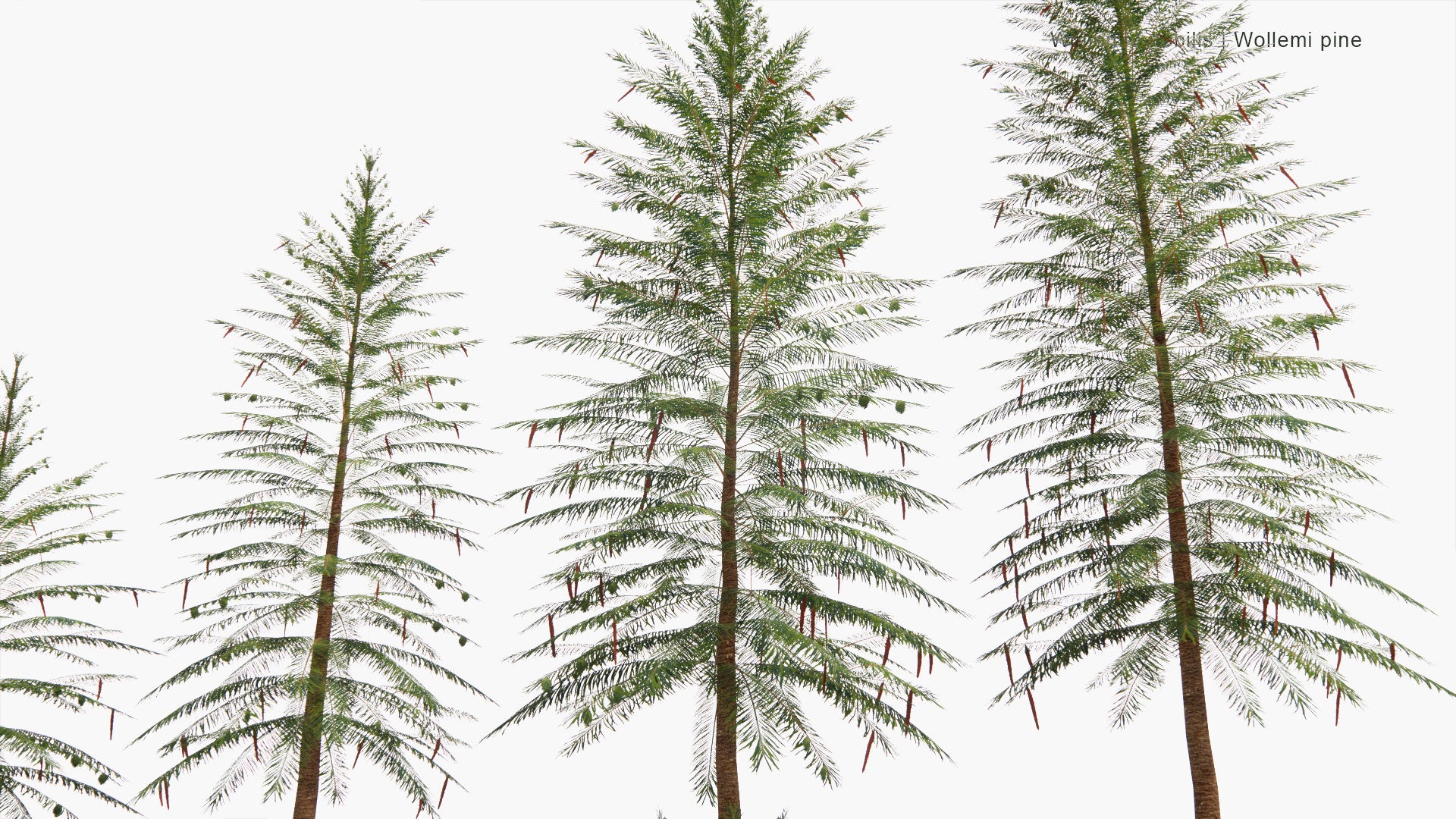 Low Poly Wollemia Nobilis - Wollemi Pine (3D Model)