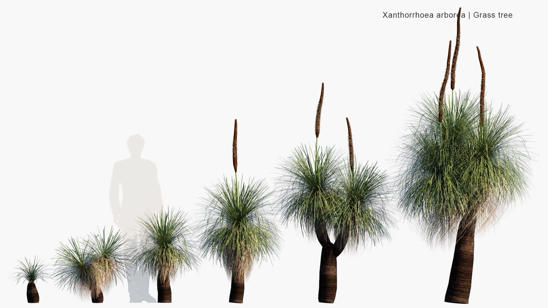 Low Poly Xanthorrhoea Arborea - Grass Tree (3D Model)