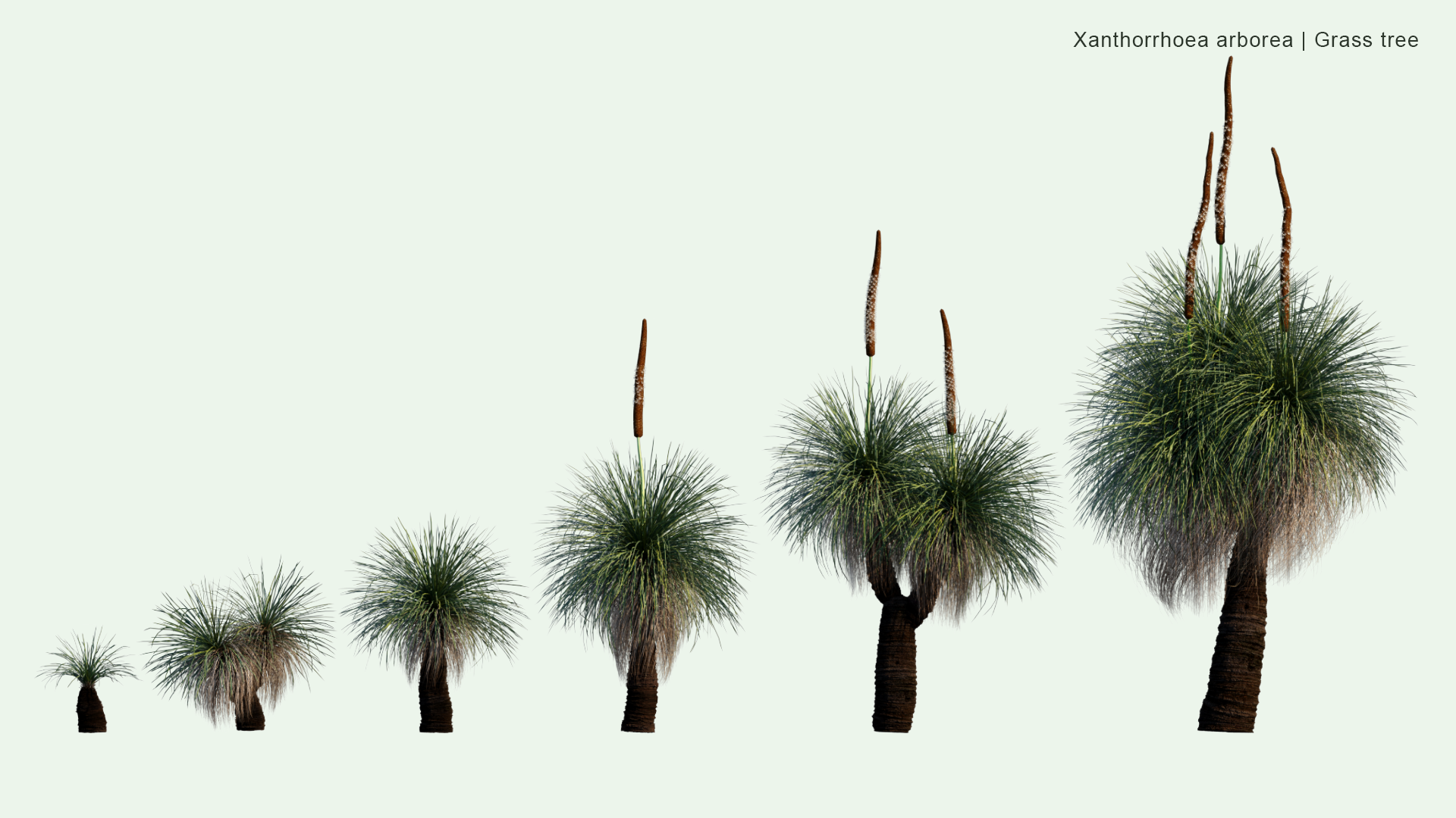 2D Xanthorrhoea Arborea - Grass Tree