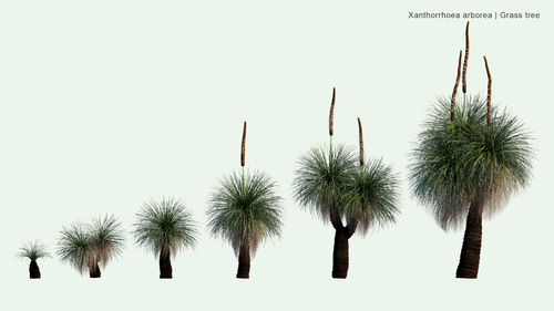 Xanthorrhoea Arborea 