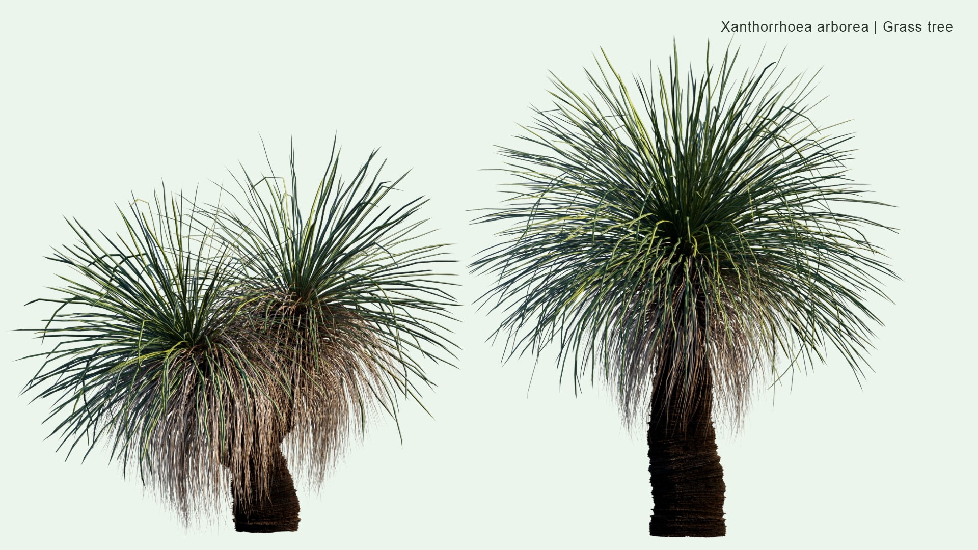 2D Xanthorrhoea Arborea - Grass Tree