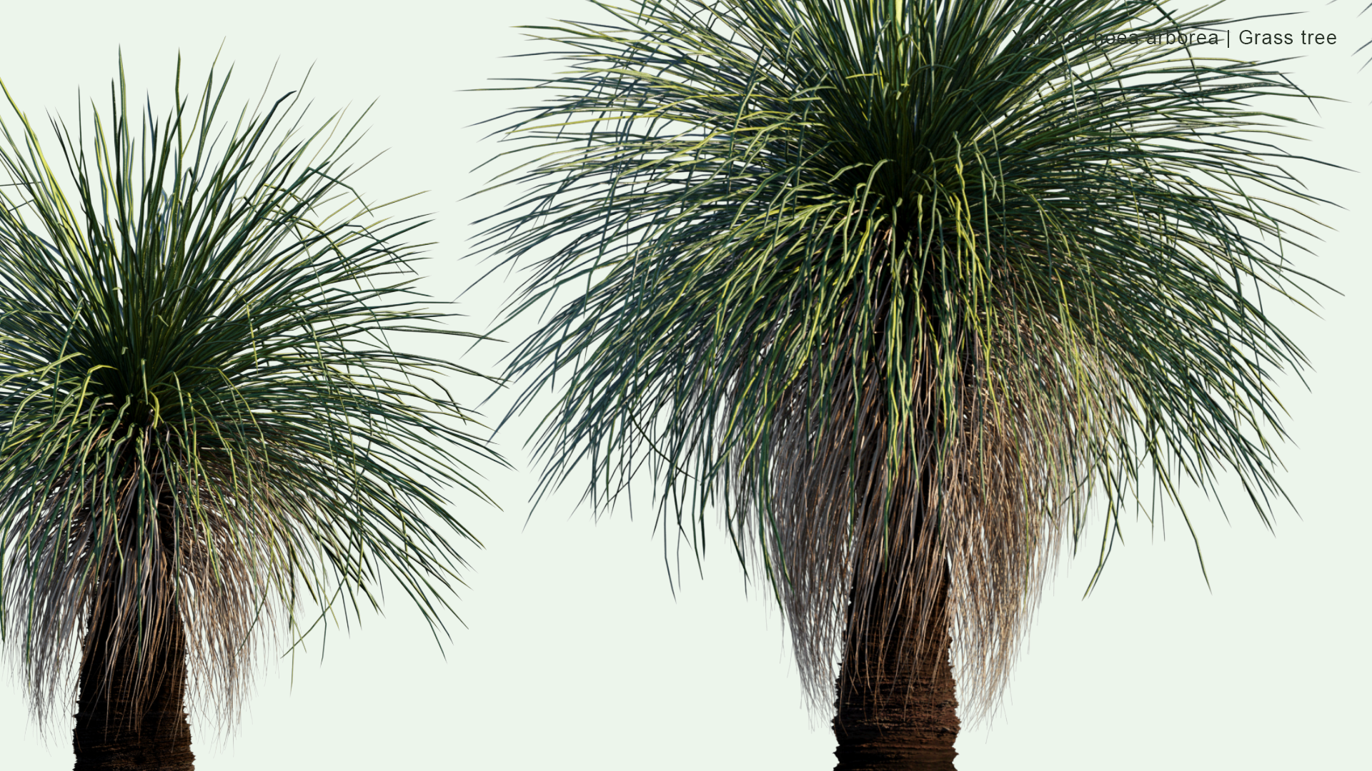 2D Xanthorrhoea Arborea - Grass Tree