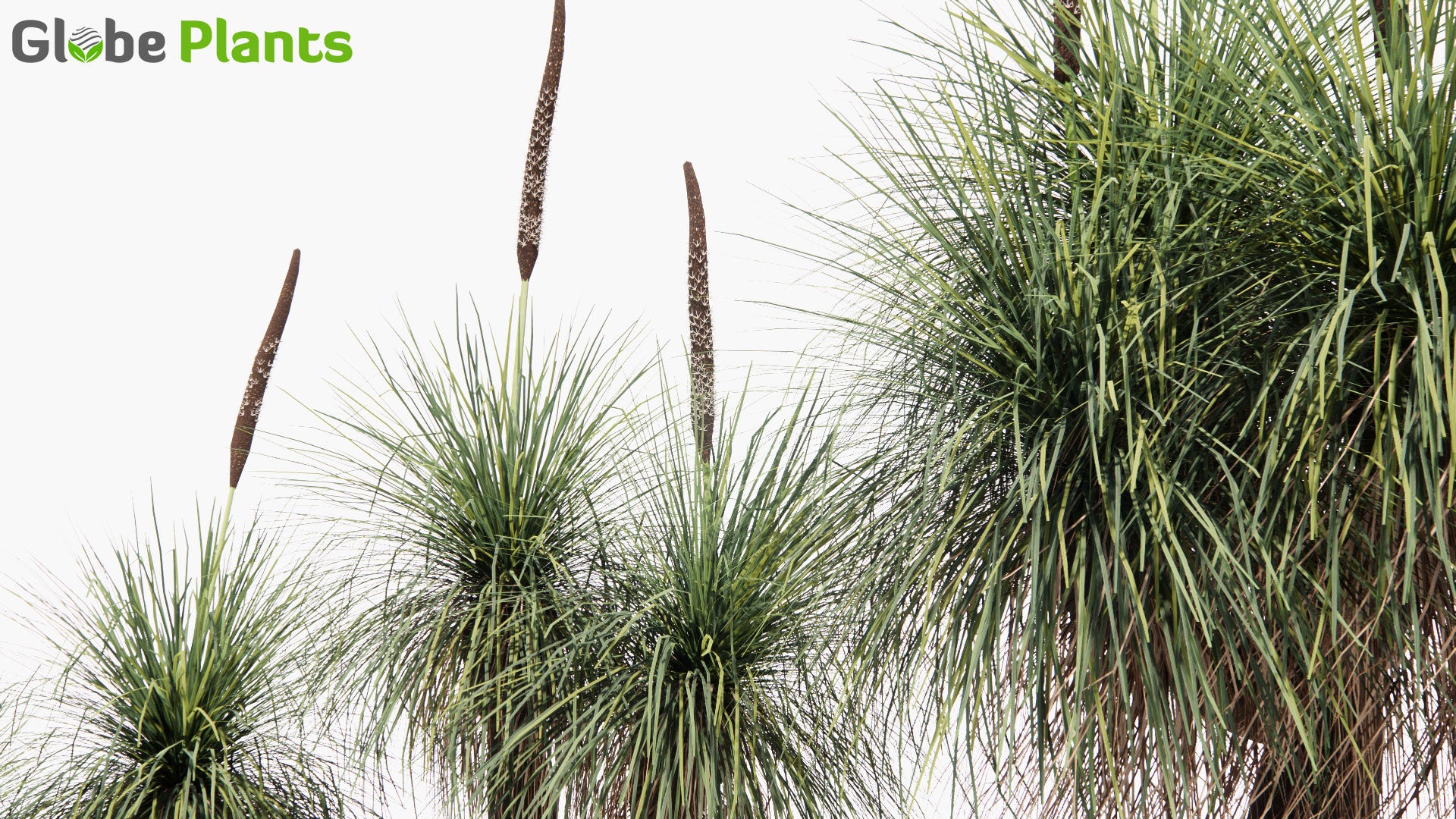 Low Poly Xanthorrhoea Arborea - Grass Tree (3D Model)