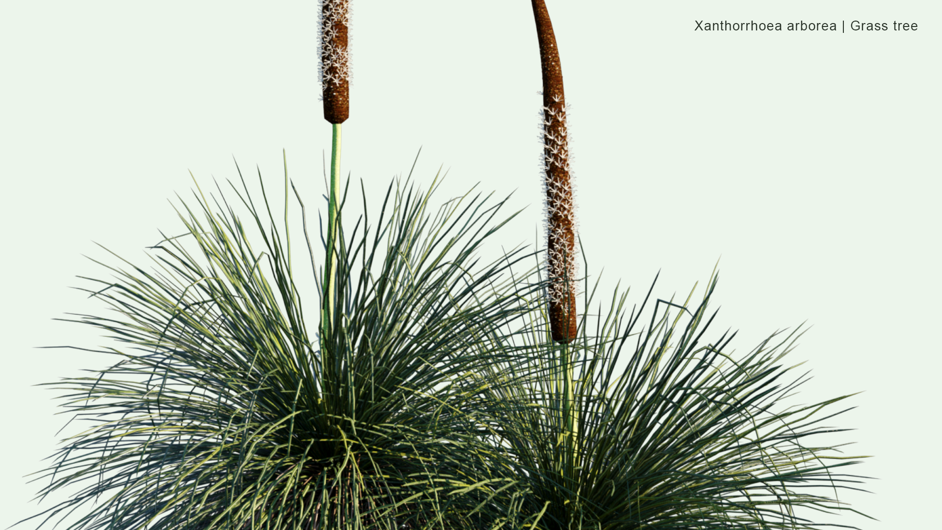 2D Xanthorrhoea Arborea - Grass Tree