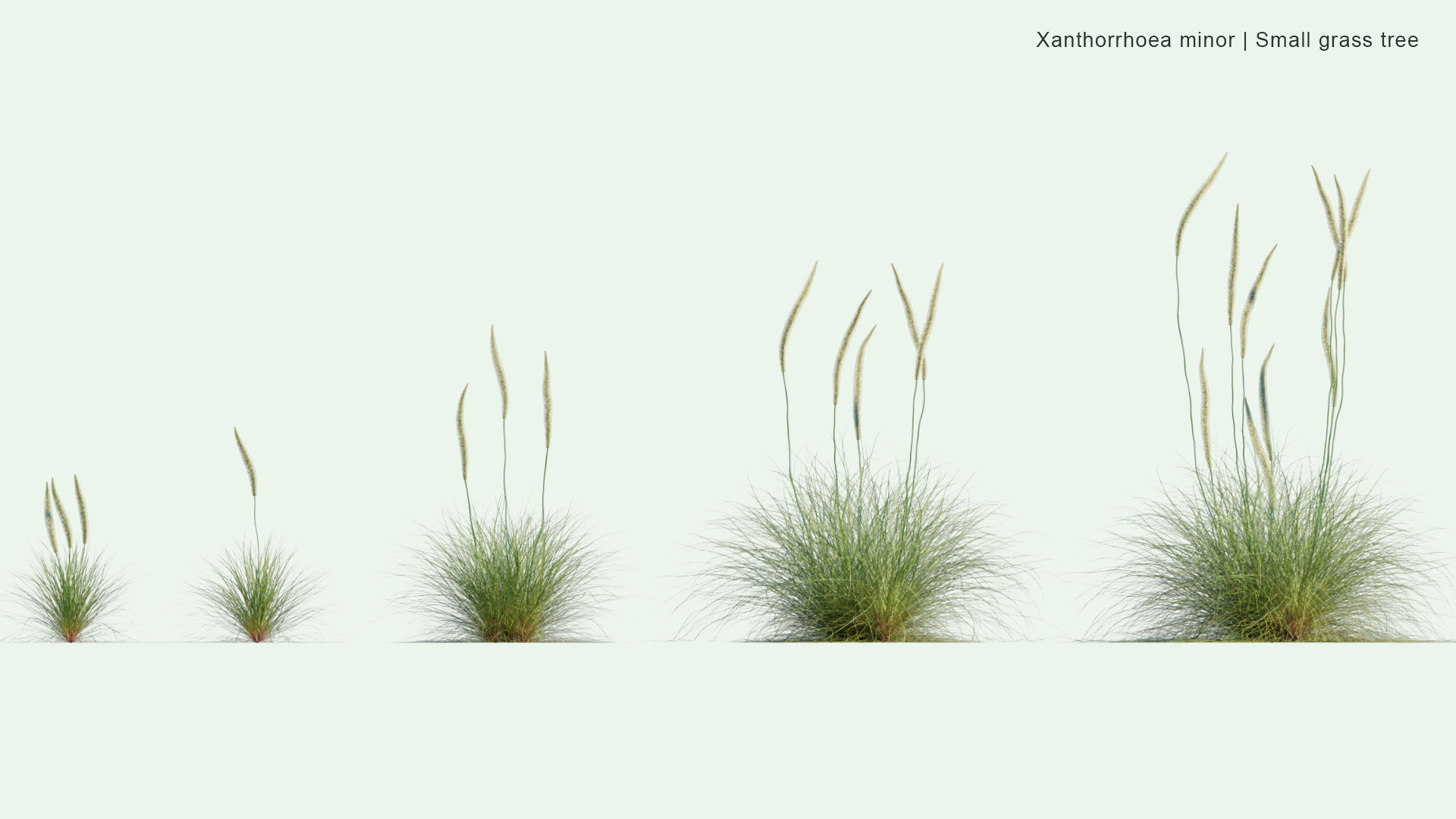 2D Xanthorrhoea Minor - Small Grass Tree