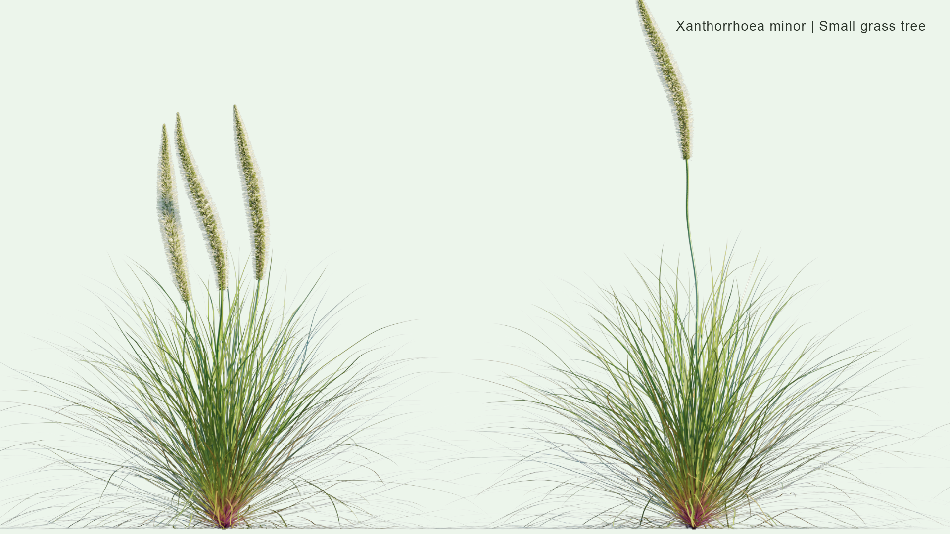 2D Xanthorrhoea Minor - Small Grass Tree