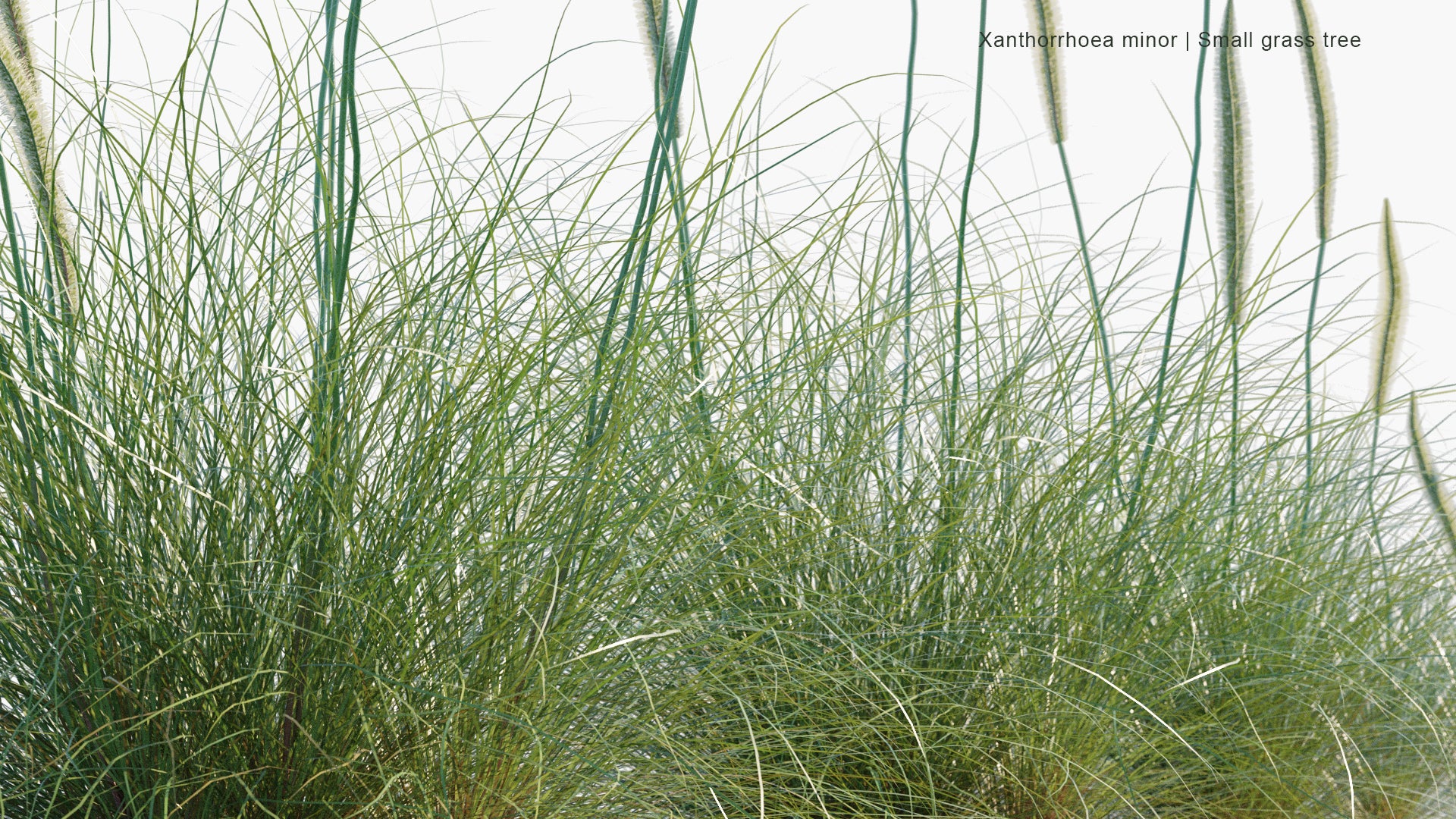 Low Poly Xanthorrhoea Minor - Small Grass Tree (3D Model)