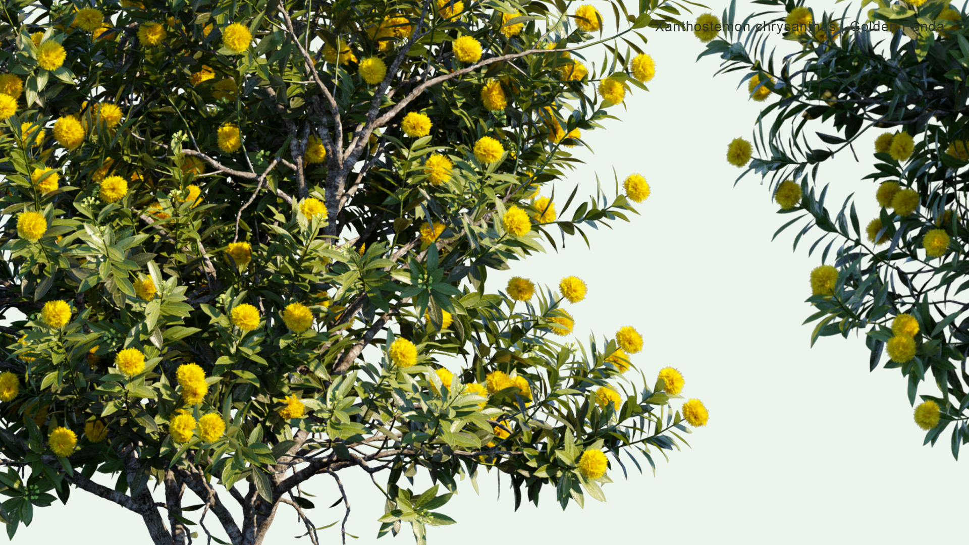 2D Xanthostemon Chrysanthus - Golden Penda