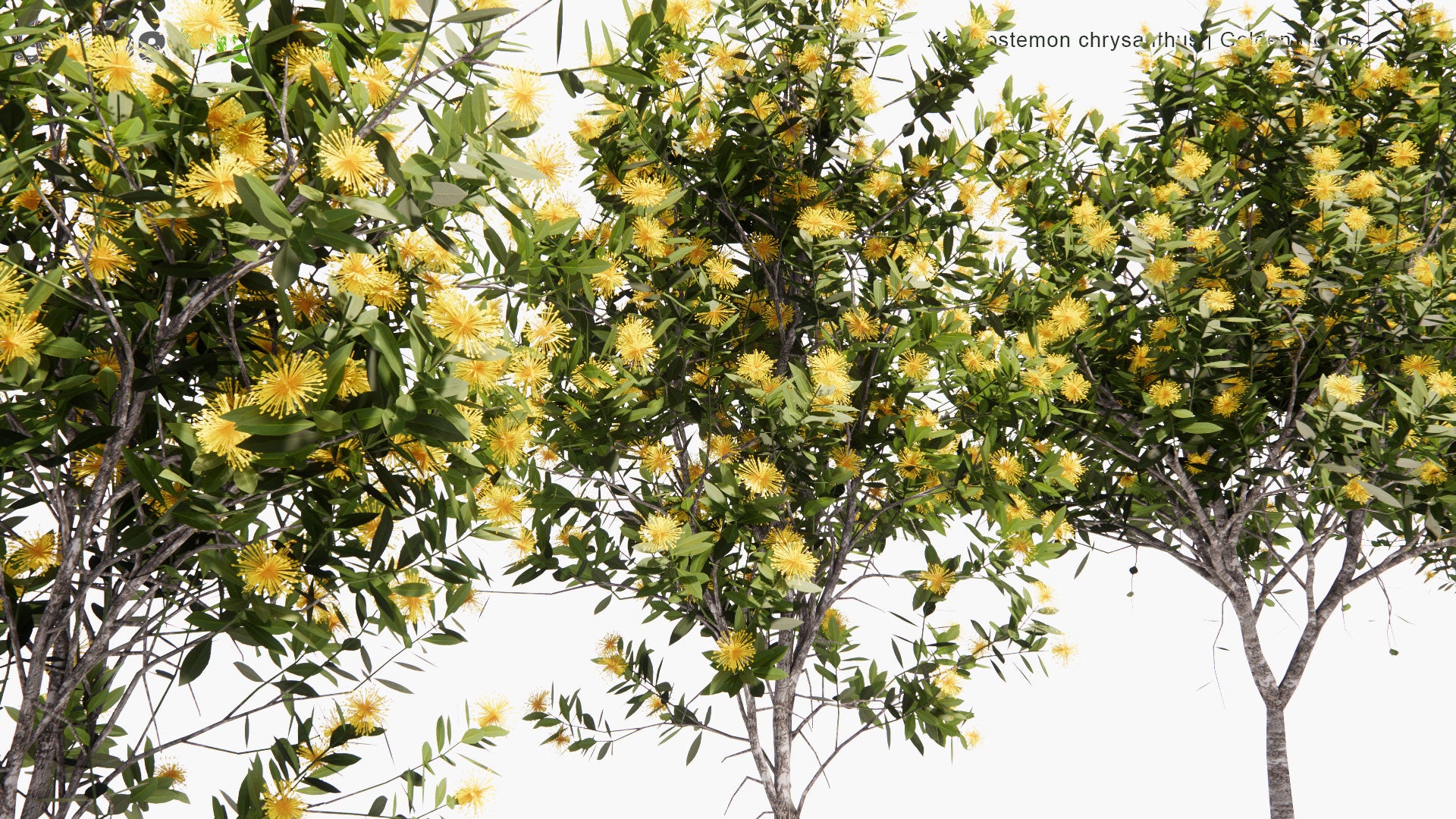 Low Poly Xanthostemon Chrysanthus - Golden Penda (3D Model)