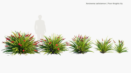 Xeronema Callistemon 