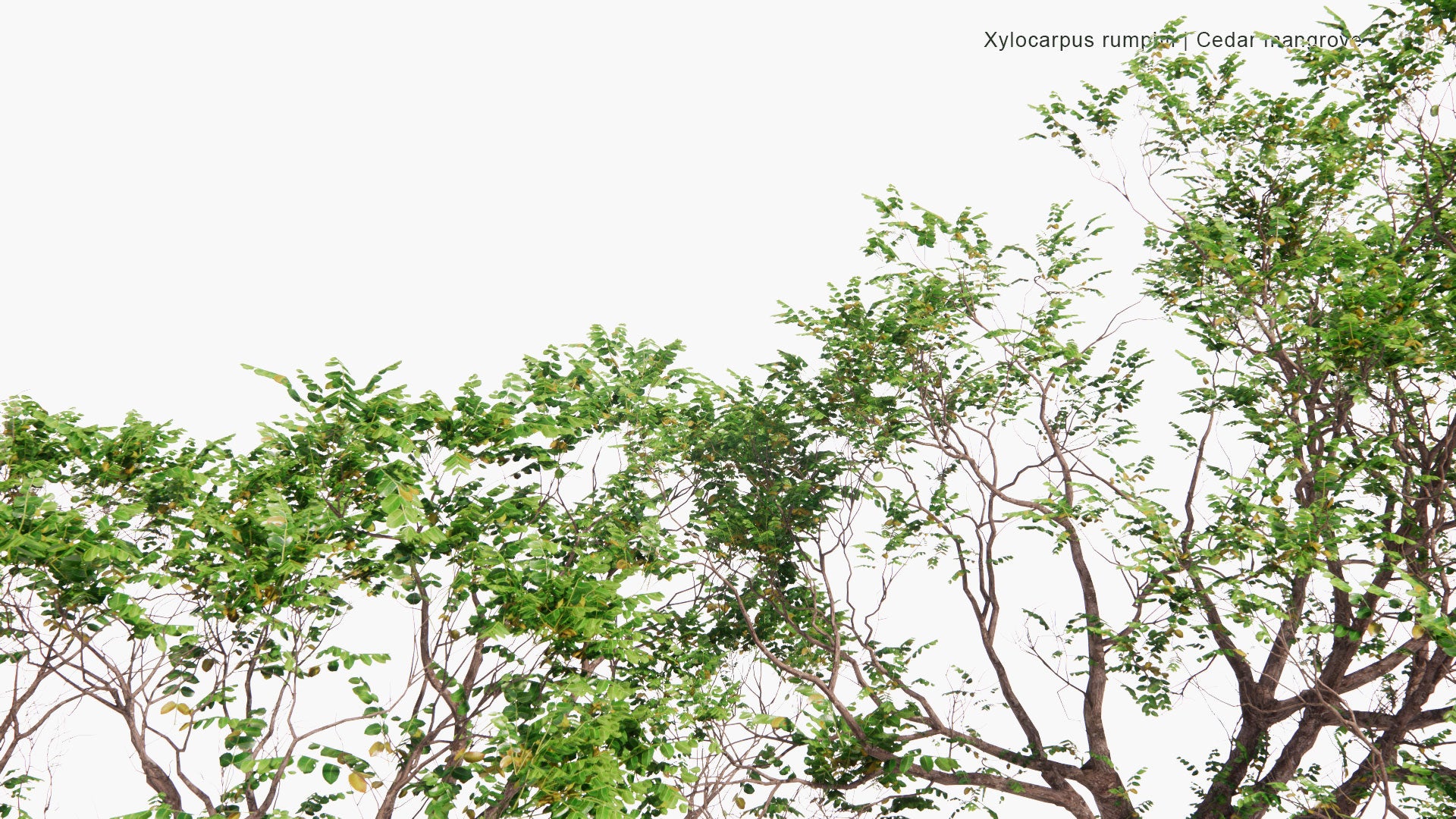 Low Poly Xylocarpus Rumphii - Cedar Mangrove (3D Model)