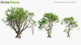 Load image into Gallery viewer, Xylocarpus Rumphii - Cedar Mangrove