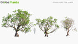 Load image into Gallery viewer, Xylocarpus Rumphii - Cedar Mangrove