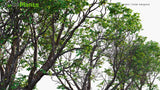 Load image into Gallery viewer, Xylocarpus Rumphii - Cedar Mangrove