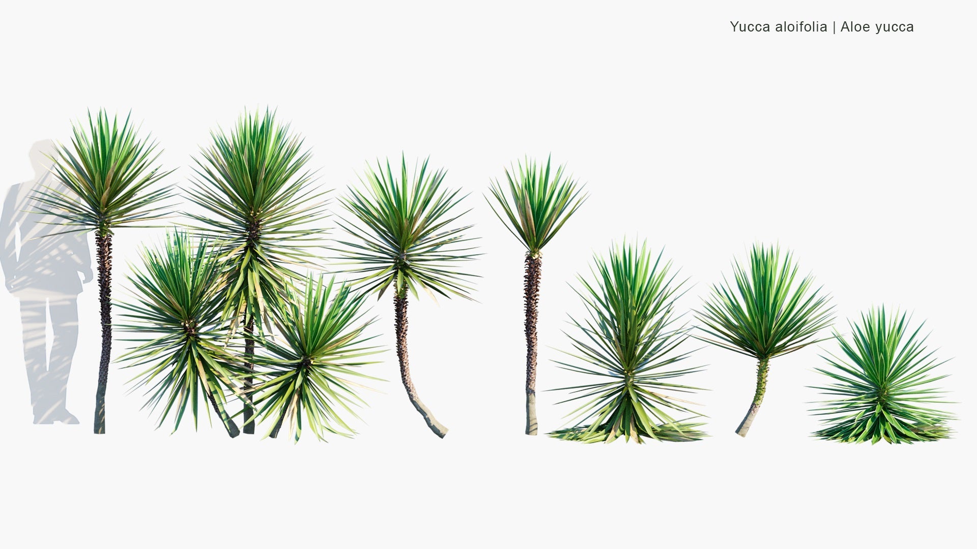 Low Poly Yucca Aloifolia - Aloe Yucca, Dagger Plant, Spanish Bayonet (3D Model)