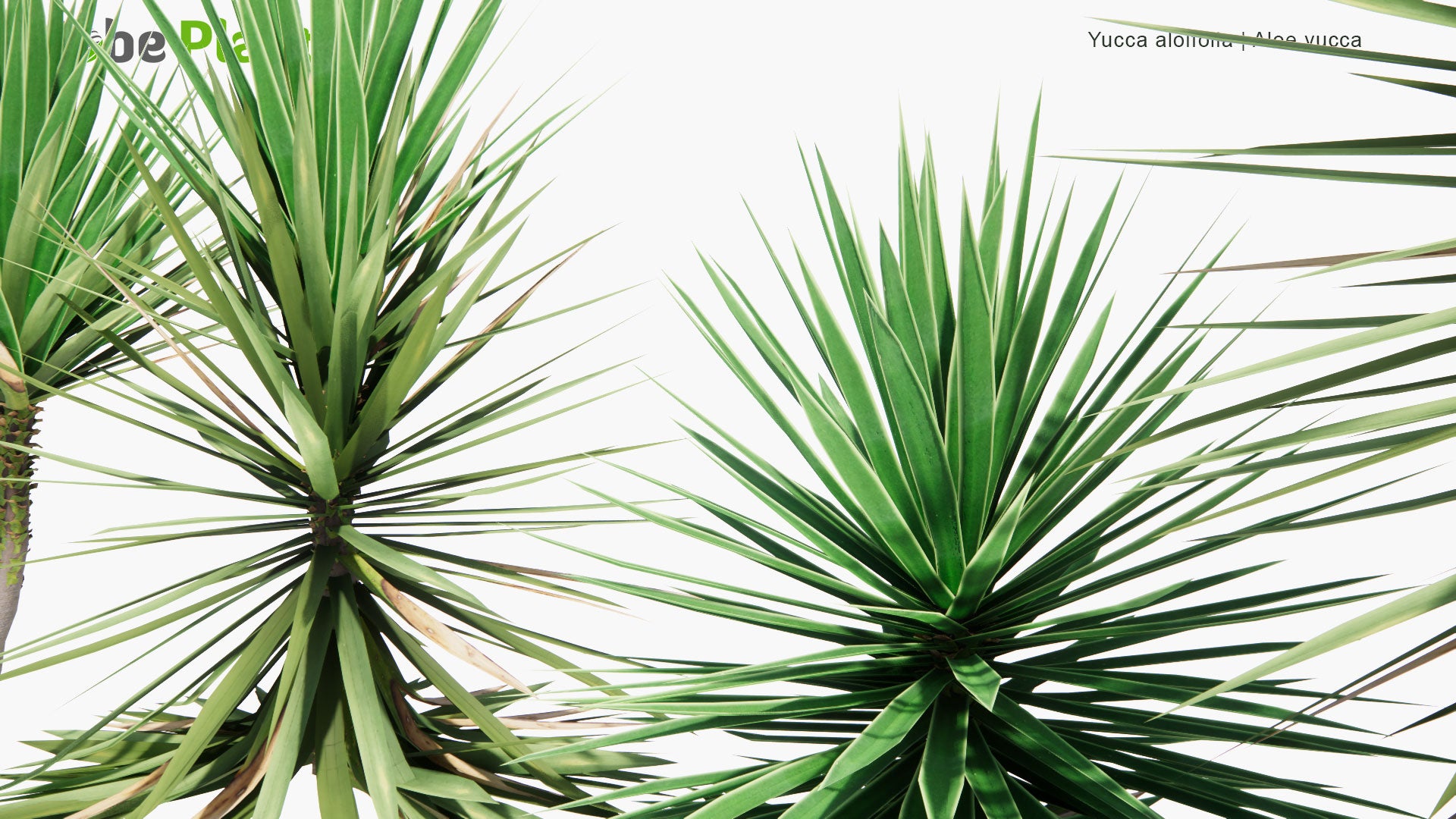 Low Poly Yucca Aloifolia - Aloe Yucca, Dagger Plant, Spanish Bayonet (3D Model)