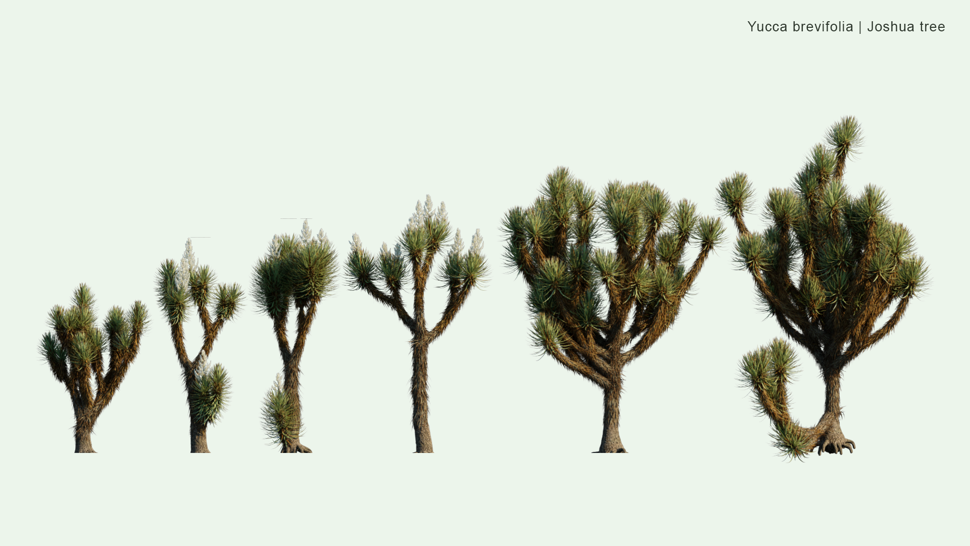 2D Yucca Brevifolia - Joshua Tree