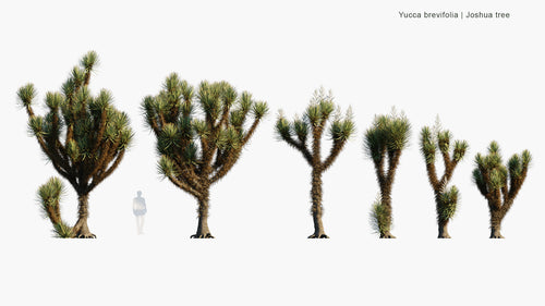 Yucca Brevifolia 