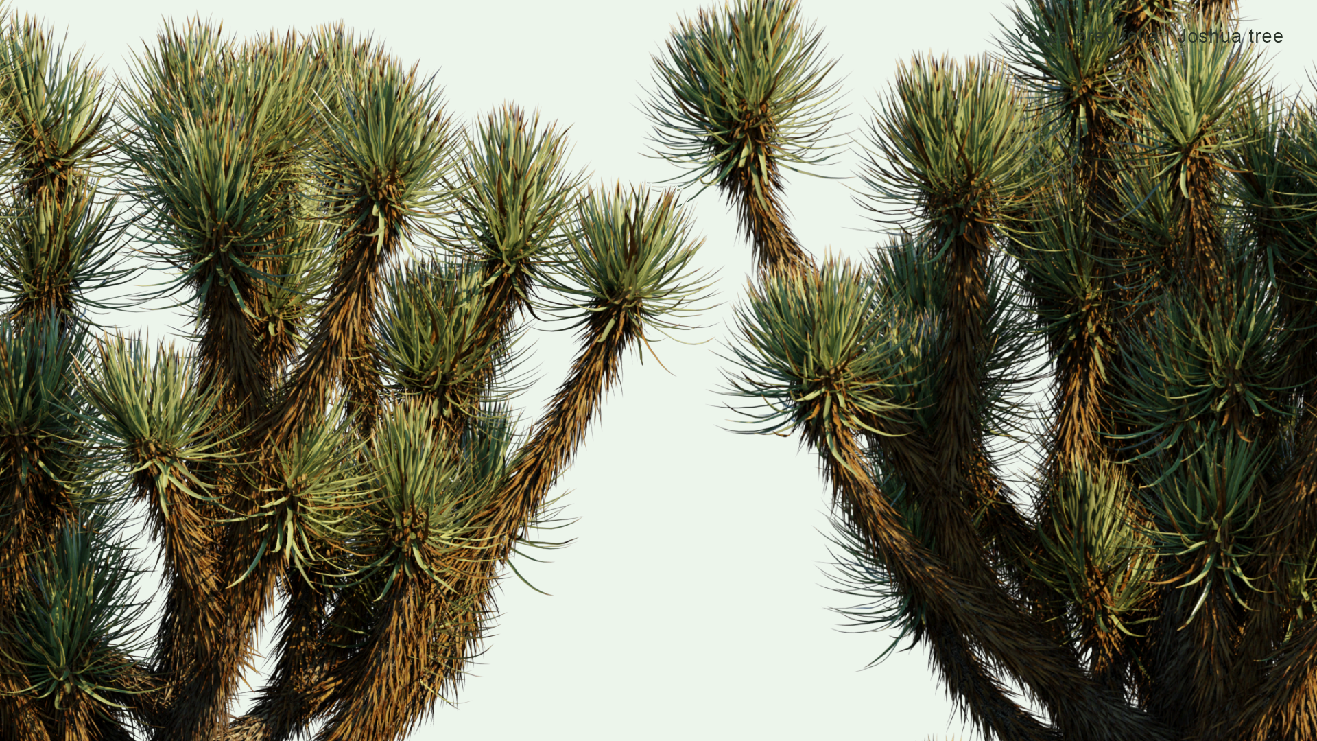2D Yucca Brevifolia - Joshua Tree