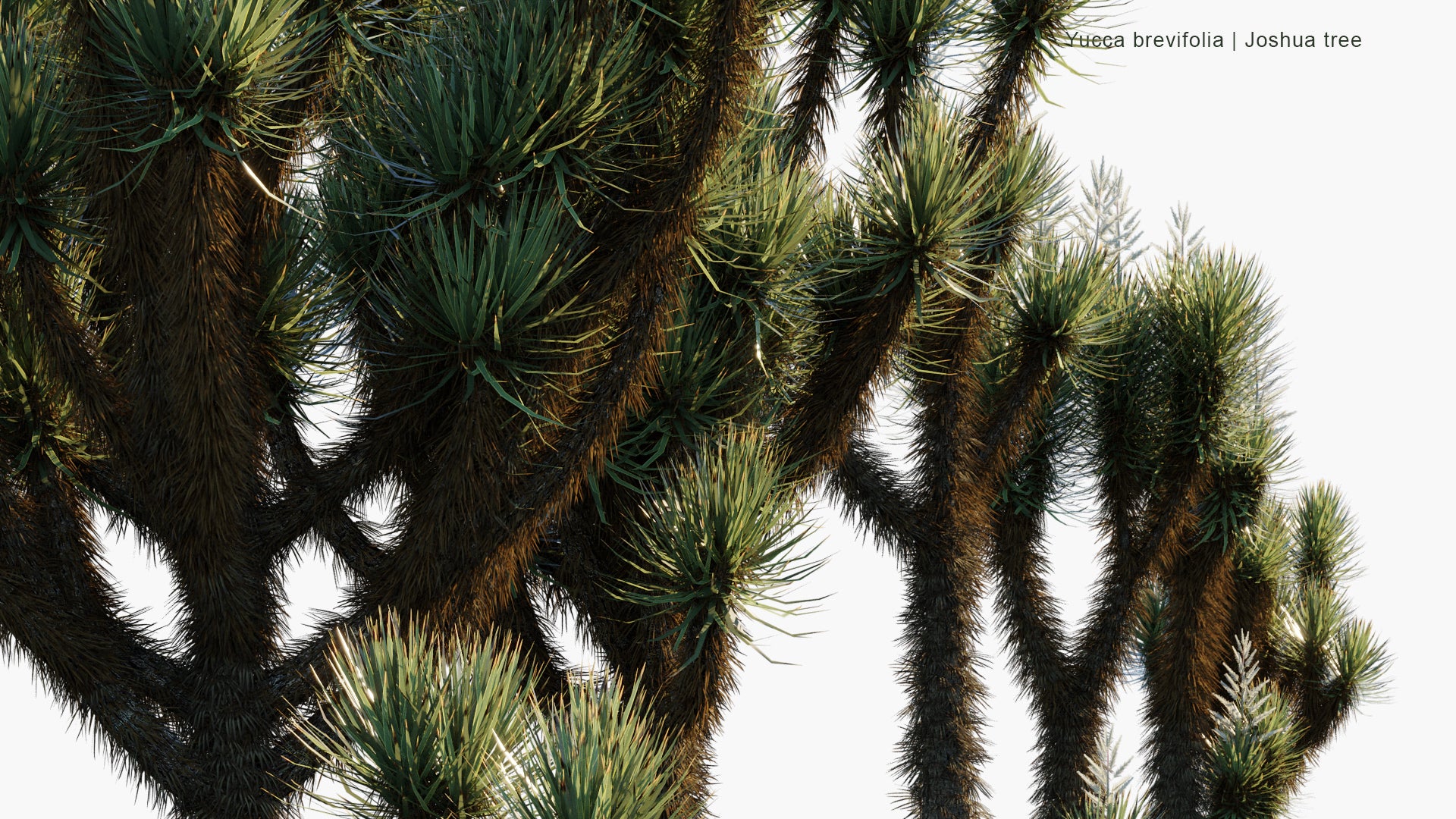 Low Poly Yucca Brevifolia - Joshua Tree (3D Model)
