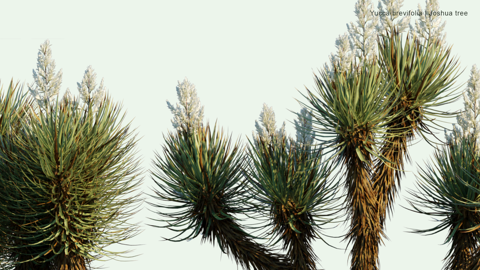 2D Yucca Brevifolia - Joshua Tree