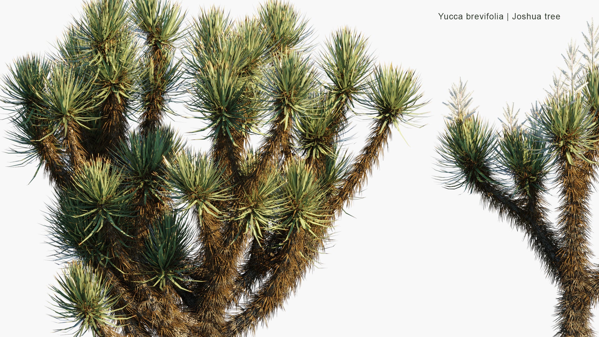 Low Poly Yucca Brevifolia - Joshua Tree (3D Model)