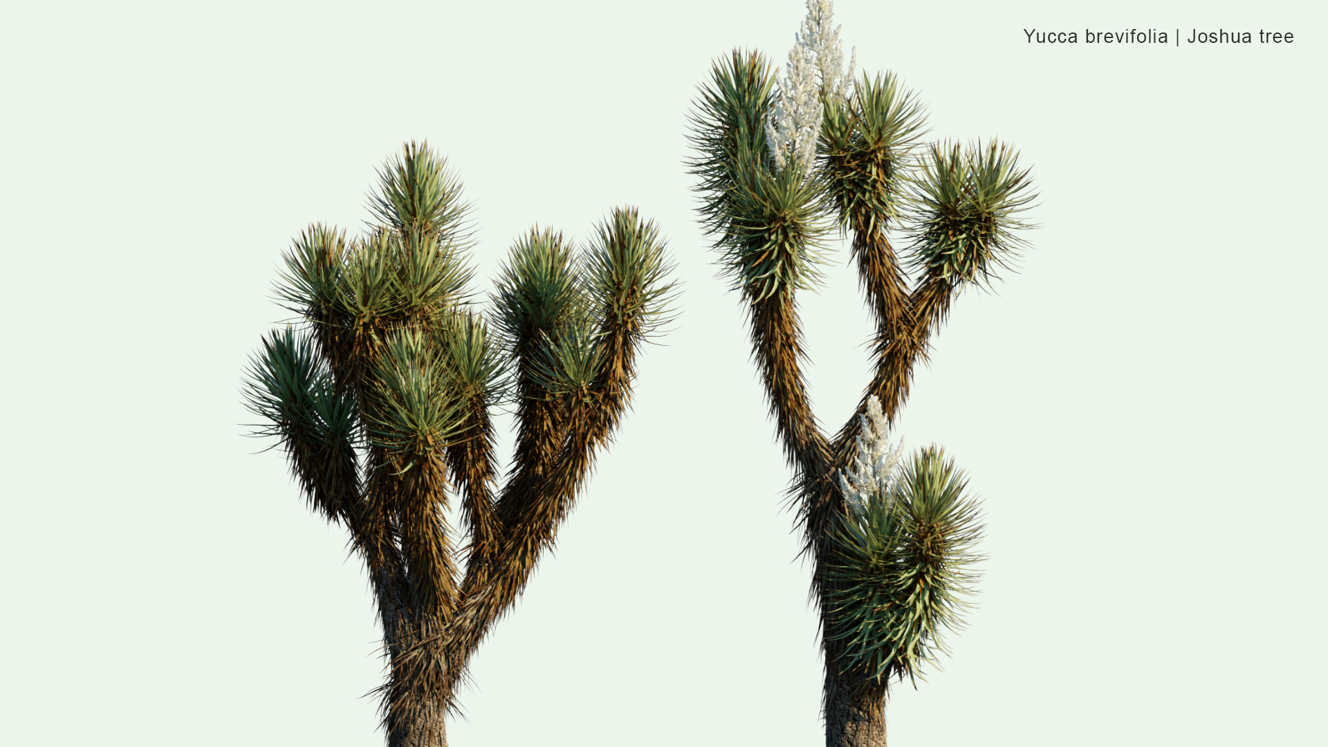 2D Yucca Brevifolia - Joshua Tree