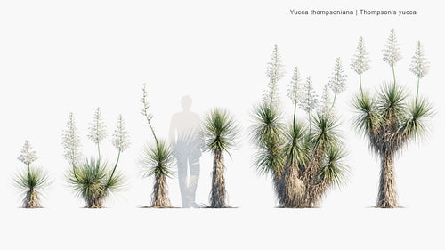 Yucca Thompsoniana 