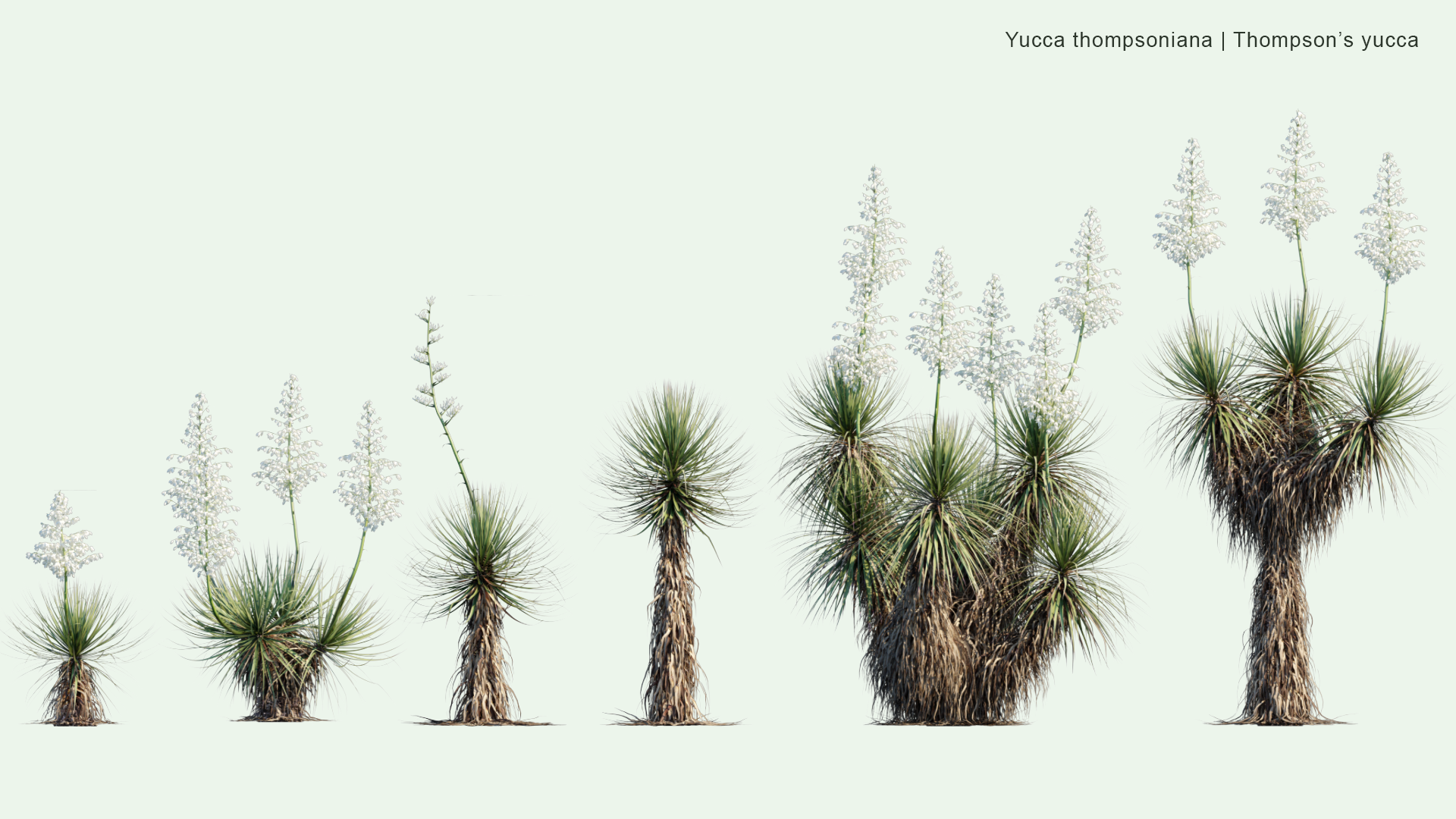 2D Yucca Thompsoniana - Thompson's Yucca