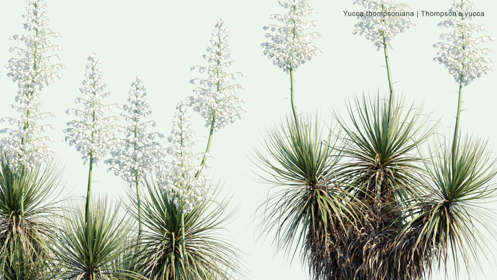 2D Yucca Thompsoniana - Thompson's Yucca