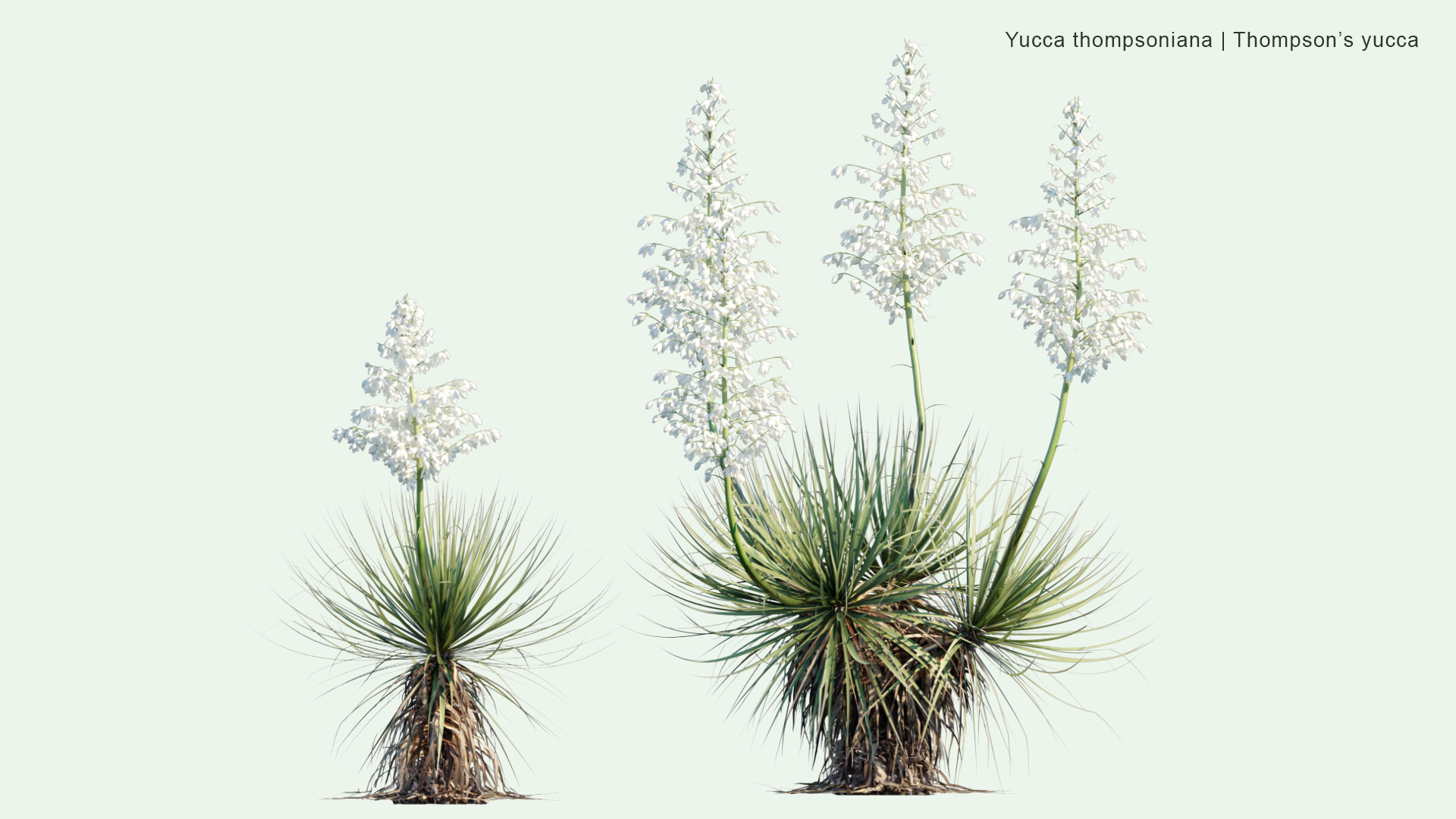 2D Yucca Thompsoniana - Thompson's Yucca