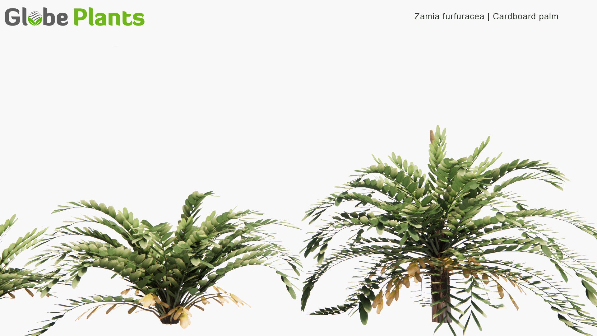 Low Poly Zamia Furfuracea - Cardboard Palm (3D Model)