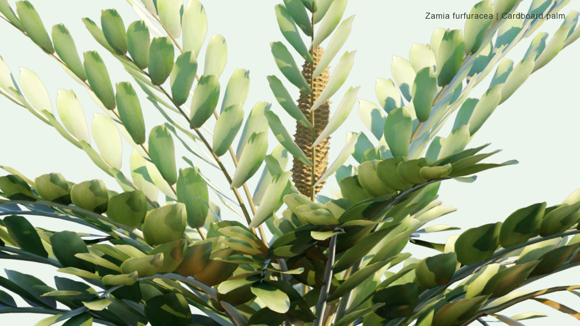 2D Zamia Furfuracea - Cardboard Palm