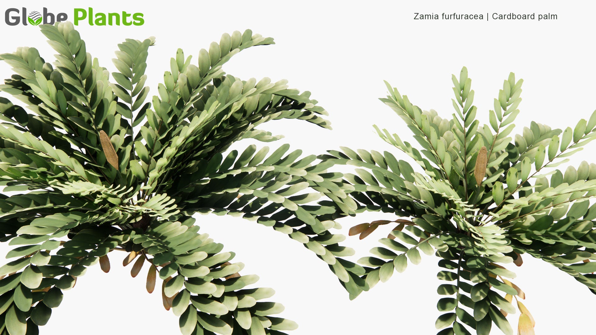 Low Poly Zamia Furfuracea - Cardboard Palm (3D Model)