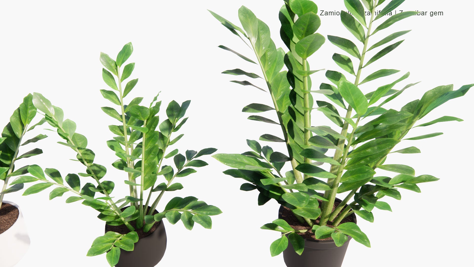 Low Poly Zamioculcas Zamiifolia - Zanzibar Gem, ZZ Plant, Zuzu Plant, Aroid Palm, Eternity Plant, Emerald Palm (3D Model)