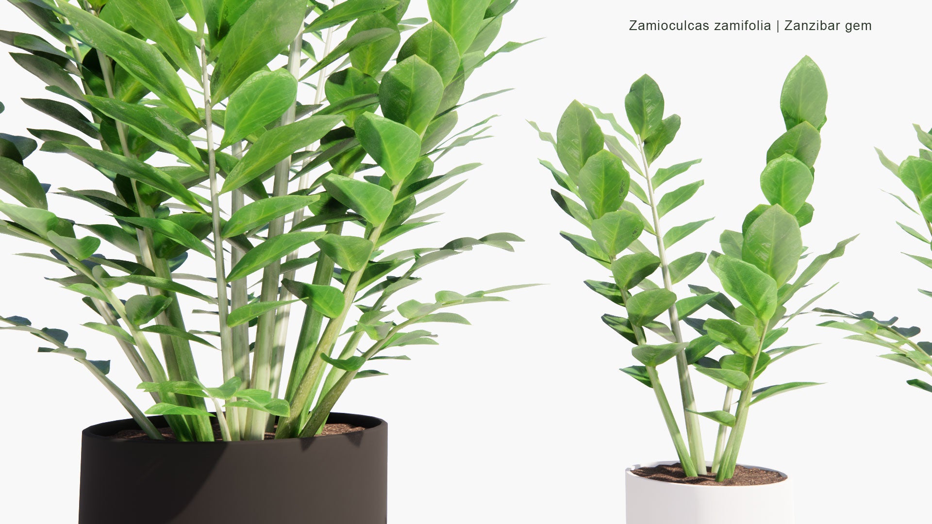 Low Poly Zamioculcas Zamiifolia - Zanzibar Gem, ZZ Plant, Zuzu Plant, Aroid Palm, Eternity Plant, Emerald Palm (3D Model)