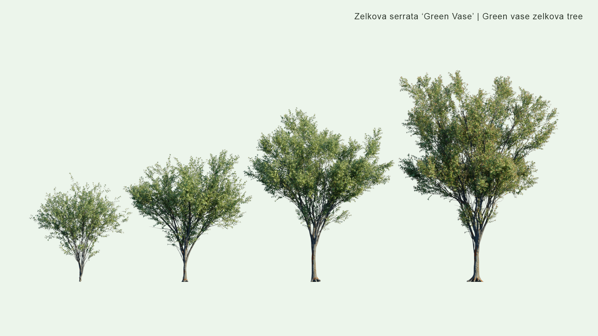 2D Zelkova Serrata 'Green Vase' - Green Vase Zelkova Tree