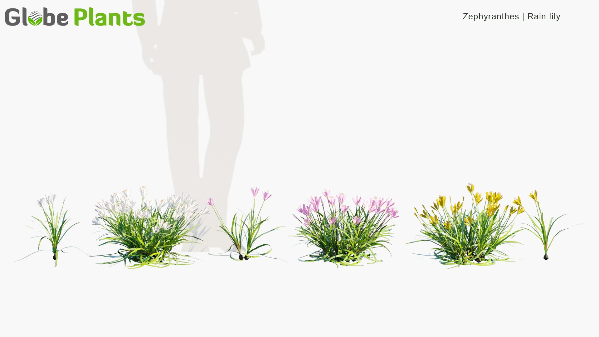 Low Poly Zephyranthes, Zephyranthes Candida, Zephyranthes Carinata, Zephyranthes Citrina - Rain Lily (3D Model)