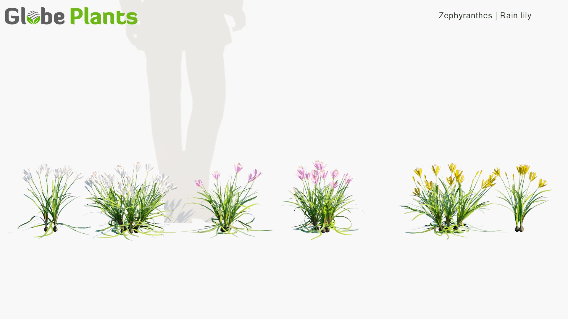 Low Poly Zephyranthes, Zephyranthes Candida, Zephyranthes Carinata, Zephyranthes Citrina - Rain Lily (3D Model)