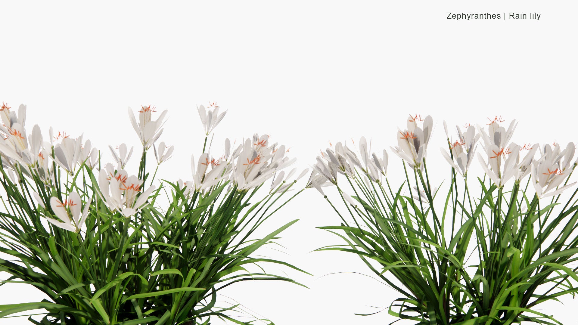 Low Poly Zephyranthes, Zephyranthes Candida, Zephyranthes Carinata, Zephyranthes Citrina - Rain Lily (3D Model)