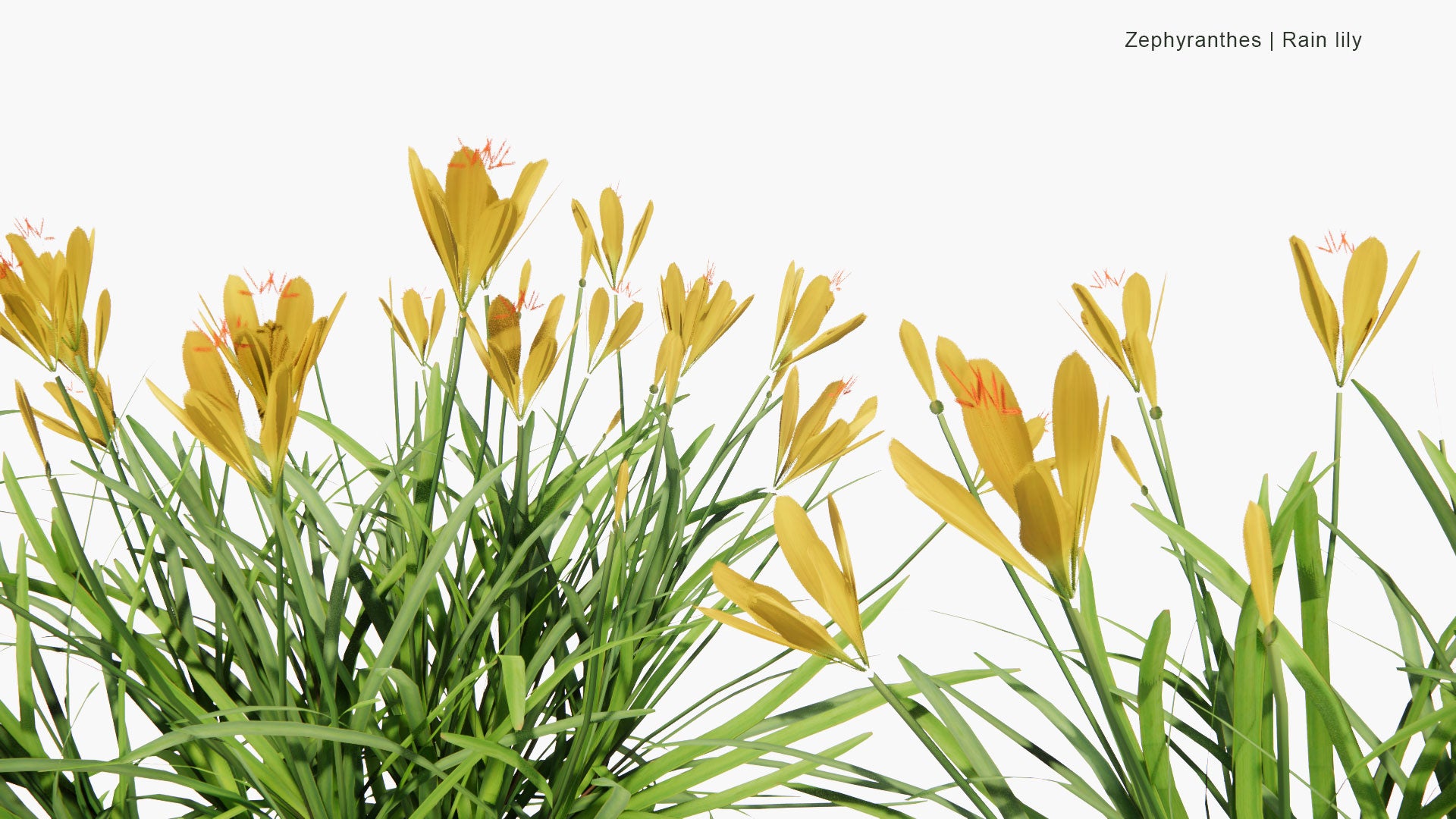 Low Poly Zephyranthes, Zephyranthes Candida, Zephyranthes Carinata, Zephyranthes Citrina - Rain Lily (3D Model)