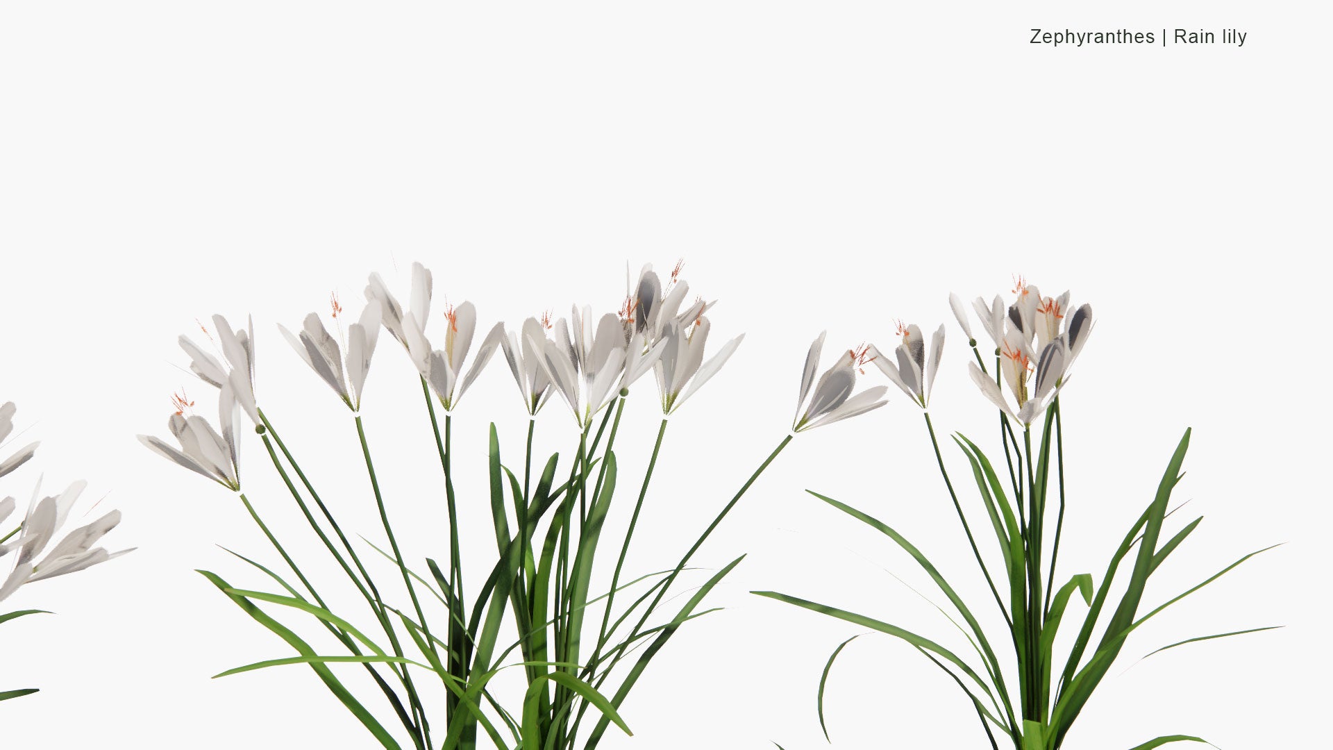 Low Poly Zephyranthes, Zephyranthes Candida, Zephyranthes Carinata, Zephyranthes Citrina - Rain Lily (3D Model)