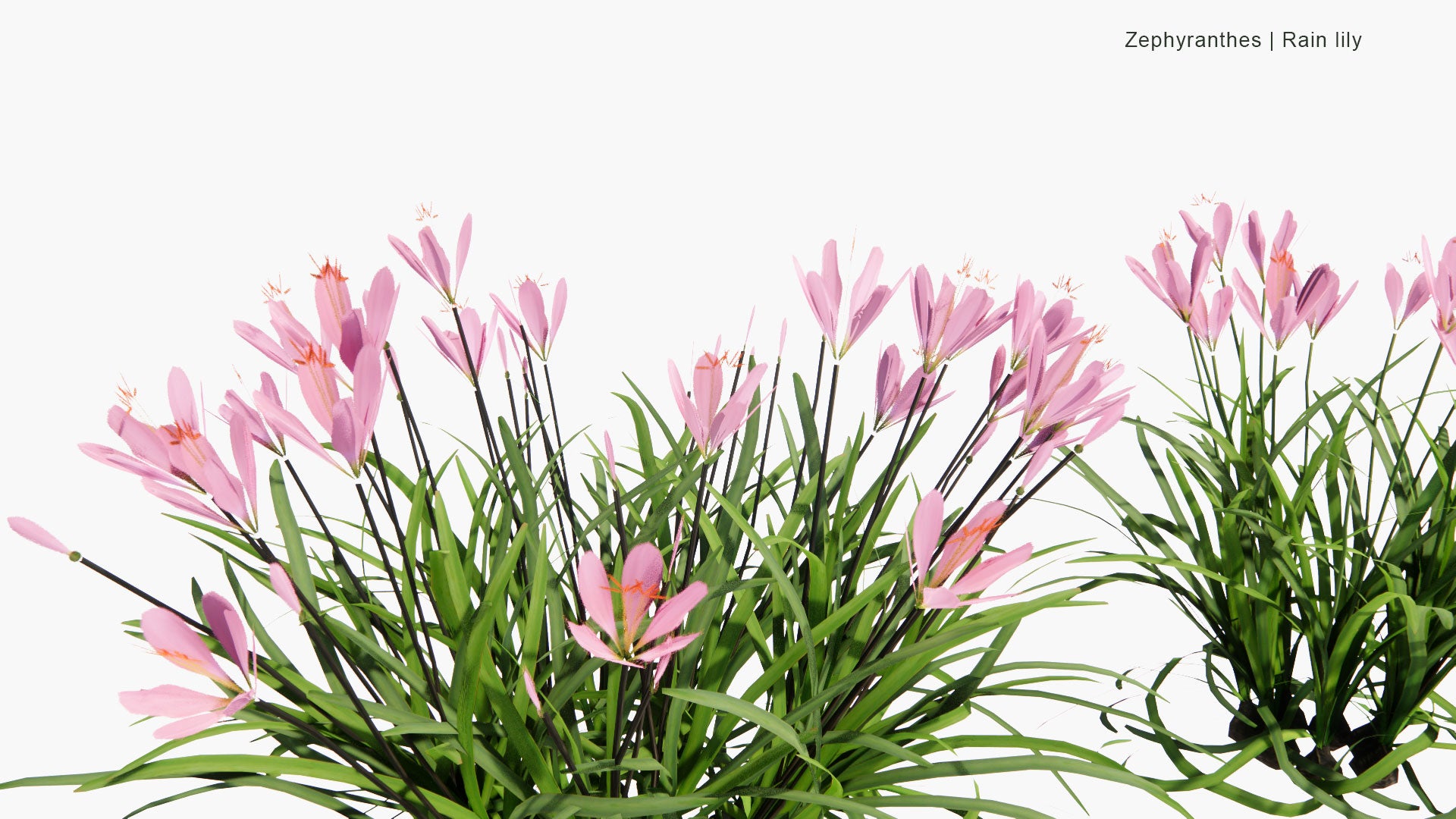 Low Poly Zephyranthes, Zephyranthes Candida, Zephyranthes Carinata, Zephyranthes Citrina - Rain Lily (3D Model)