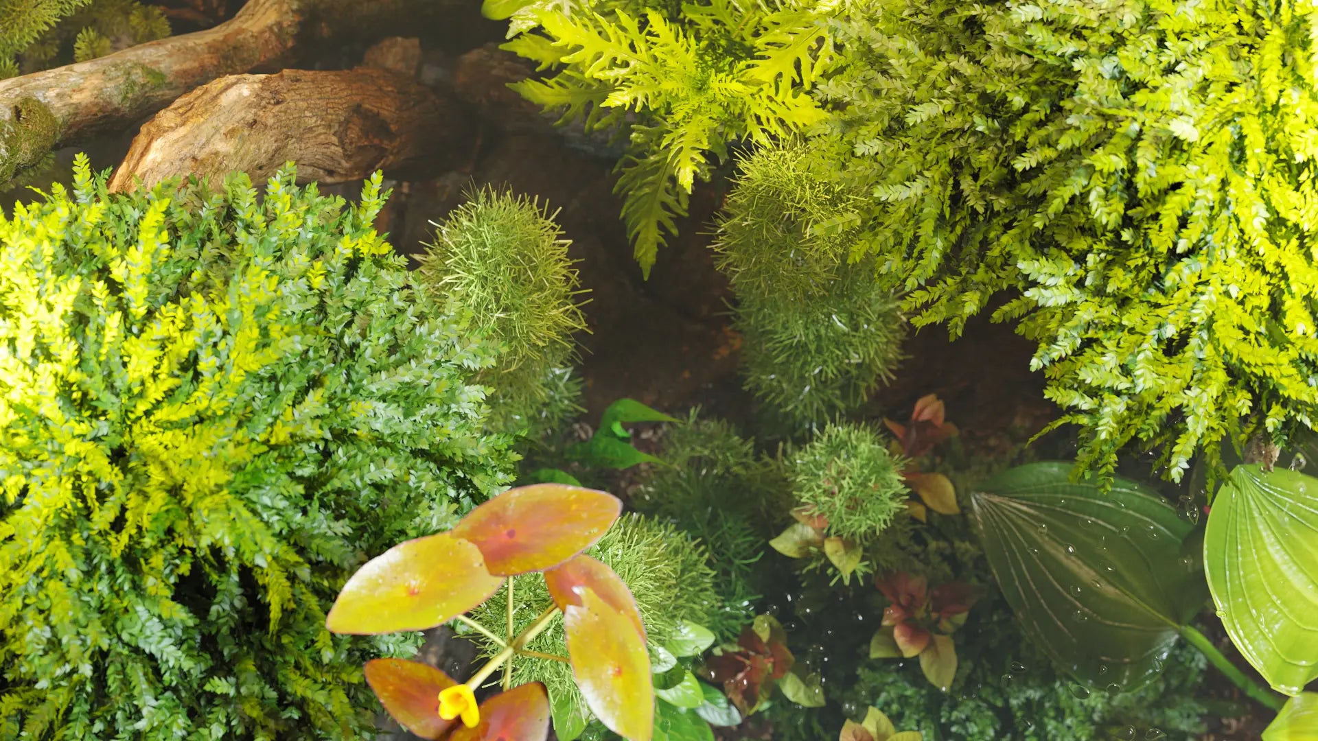 Bundle 48 - Aquatic Plants GrowFX