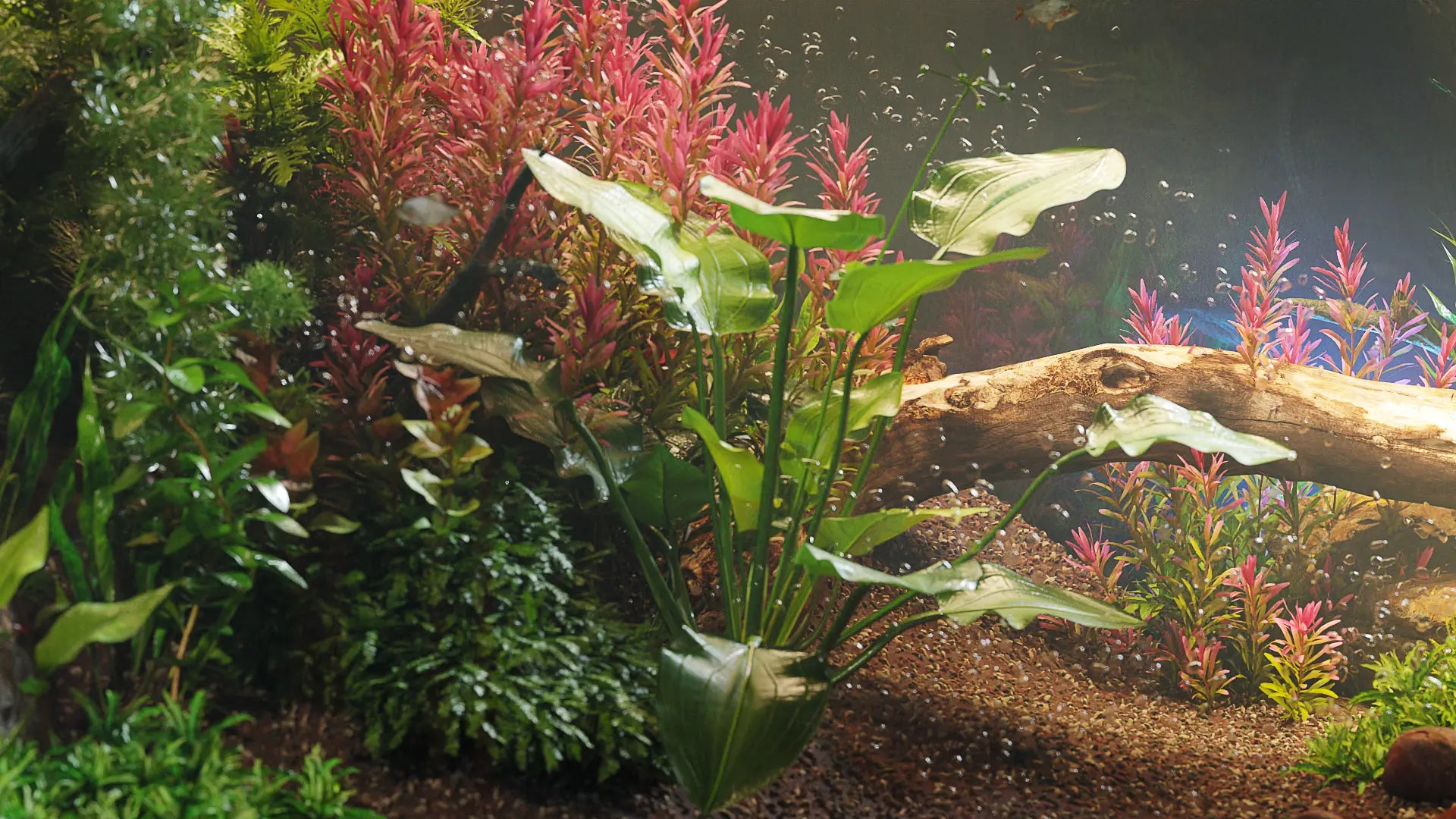 Bundle 48 - Aquatic Plants GrowFX