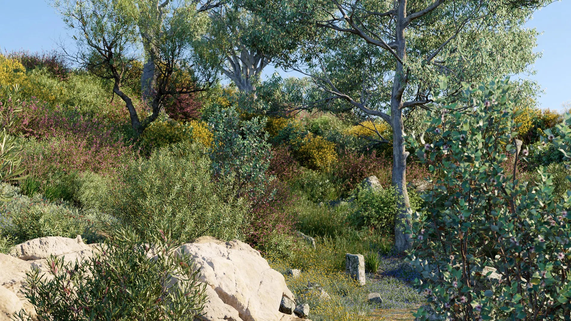 Bundle 63 - Australian Native Plants (3D Model)