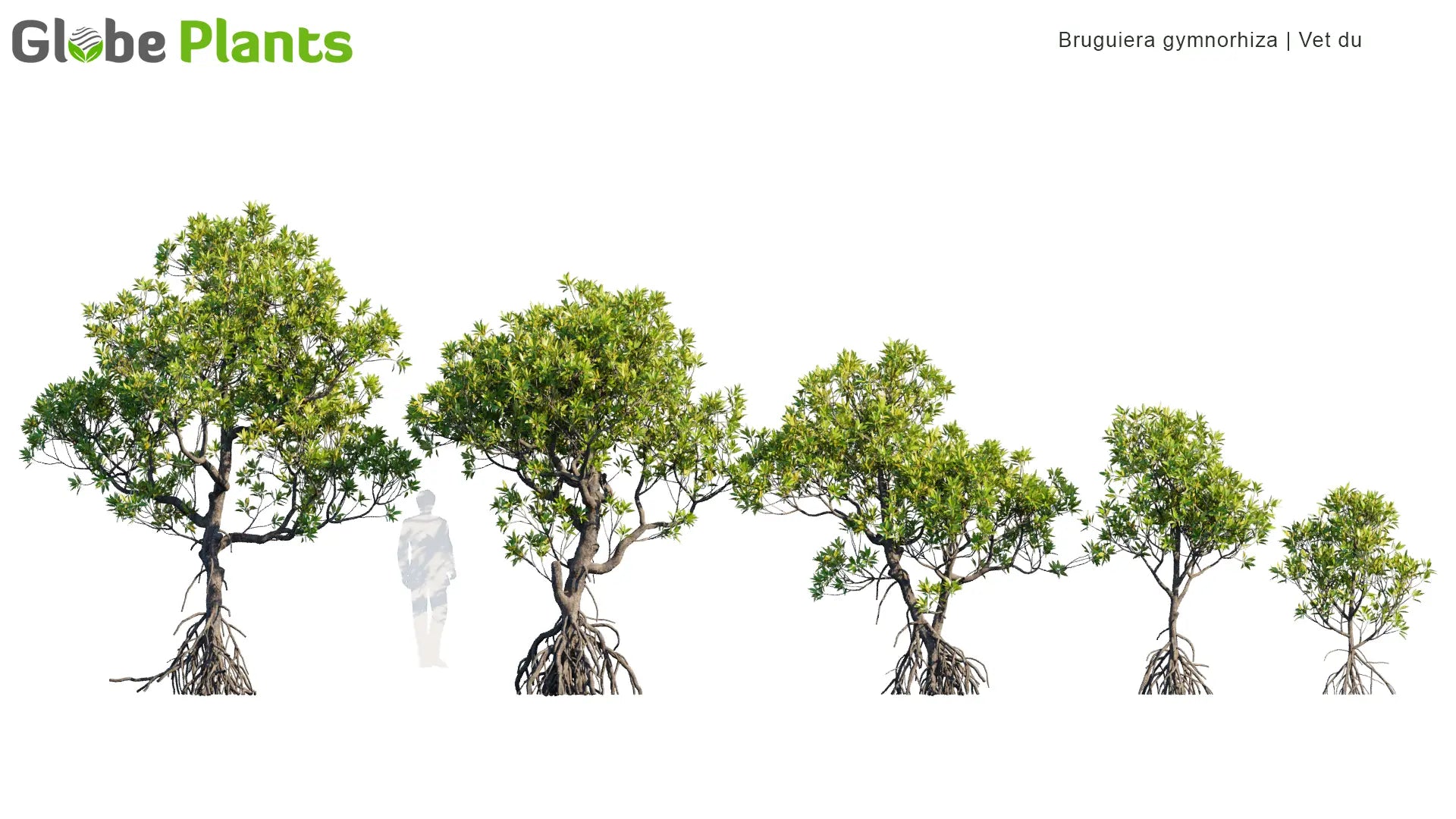 Copy of Saraca Asoca - Sita Ashok, Ashoka Tree 02