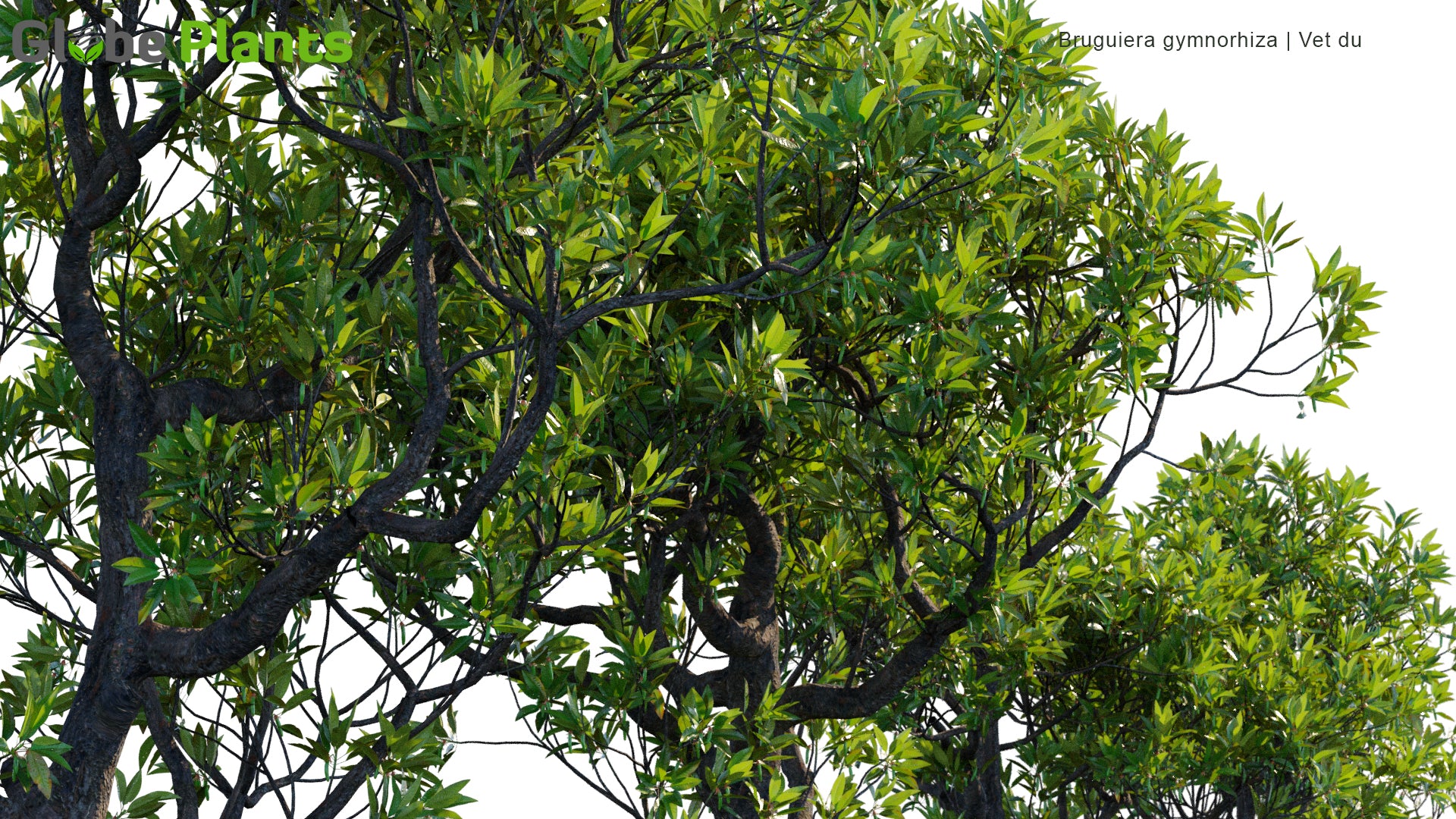 Copy of Saraca Asoca - Sita Ashok, Ashoka Tree 02