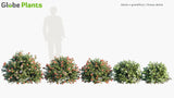 Load image into Gallery viewer, Abelia x Grandiflora - Glossy Abelia